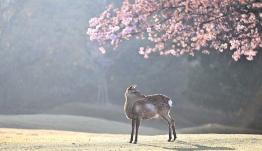 4月10日～4月16日